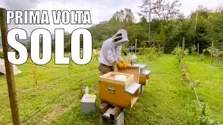 Ho dovuto DARE da MANGIARE alle API 🐝🐝🐝