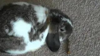 Nibble, Nibble, Nibble