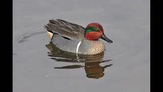 Teal Sound