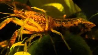 ženka mramornog raka Procambarus fallax f. virginalis