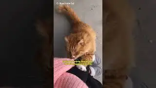 Ketempelan Makhluk Halus😱! #cat #catvideos #kucing