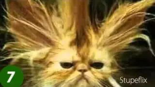 Stupeflix:Top 10 lustigste Tierbilder