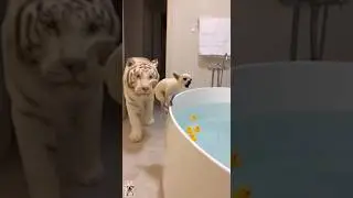This Dog Wouldn&rsquo;t Stop Barking&hellip; So This Happened #dog #funny #cute