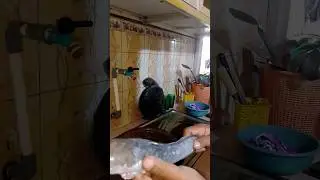 Lele panda besar dan panjang #lelele #lelepanda #masaklele