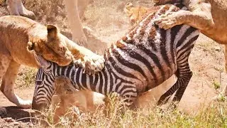 Real Life Jungle Battle: Lion Attacks Zebra in Brutal Hunt | Survival of the Fittest!
