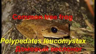 Сommon tree frog (Polypedates leucomystax) Домовый веслоног