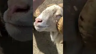 Goat eating in slo motion!