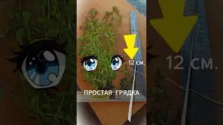 Шокирующий урожай мокрицы: Грядка ЛАДиМИРа против обычной грядки