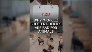 Why &ldquo;No-Kill&rdquo; Shelter Policies Are Bad for Animals #shortsvideo