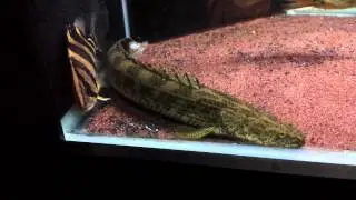 Ansorgii