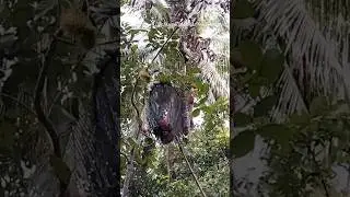 Failed / Relaxing Cricket Sound #rambutan #sweet #harvest