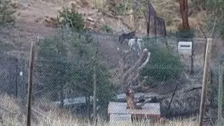 Mission Wolf 2022 -  Upper 