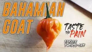 Bahamian GOAT Pepper Review -  Taste The Pain -  Episode 21 - Hot Pepper Taste Tests