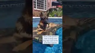 American Made Dog Floats for Lakes and Pools