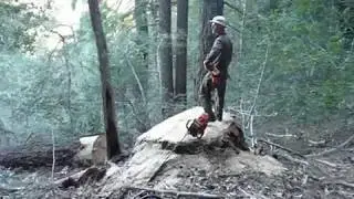 Maxi Shear