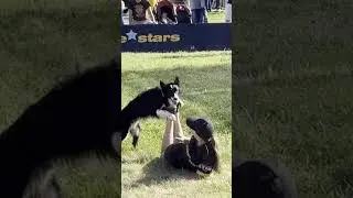 #shorts #dogshow   Stunt #alamedacounty   #fair #2024