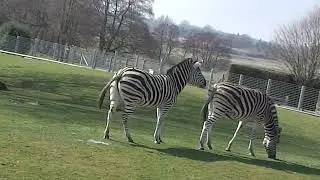 #zebra