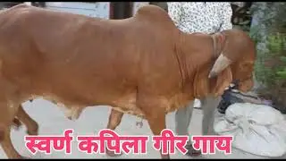 #old Bhavnagar bloodline Gir cow Gujarat India world class customer service#9725930794