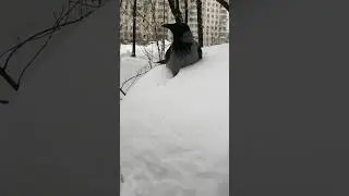 Полежать минутку на машине #вороны / Cars are comfy #crow