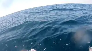 2018 Offshore World Championship | Torneio Marlin do Rio de Janeiro | Pacific Sailfish