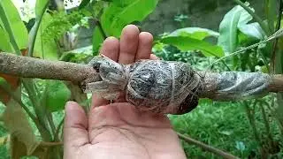 Bought FAST roots, root growth hormone from Amazon and air layered many plants today. Results?🤔