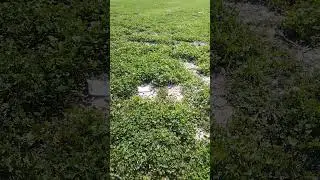 Beautiful nature film, this spring, flowers Beautiful, please follow for better videos.