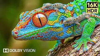 Extreme Color Depth 16K HDR 120FPS | Nature OLED Display Test (4K Video • 8K Ultra HD TV)