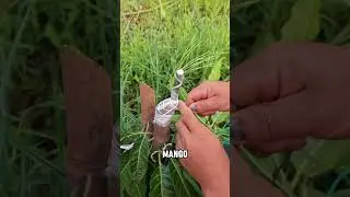 Китайский трюк с манго без косточек!