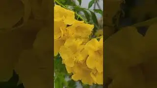 yellow bell #flowers #trending #viral #shorts
