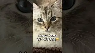 MEOW ASMR😺 #winterthecat #cat #catshorts #asmr #meow #catasmr #asmrvideo #winterasmr