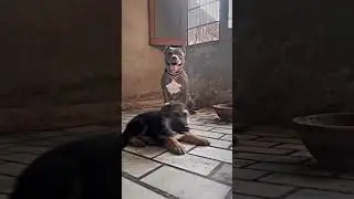 #dogs #pitbull #dogsworld #dog #dogsrule #bulldog #realdog #doglover #adorabledog #funny