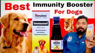Dog Immunity Booster || Best immunity booster for dog | Himalaya&rsquo;s Immunol for Dogs || Himalaya 