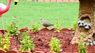 Happy Wildlife!