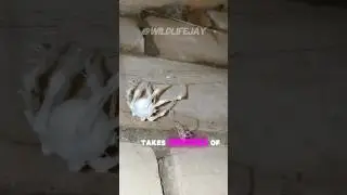 This Spider Was Turned Into a Zombie by a Fungus 🦠 #animals