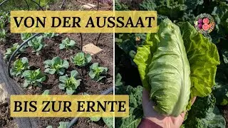 Früher Spitzkohl - von der Aussaat bis zur Ernte