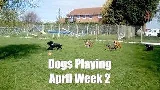 Home From Home Pet Care | Swanland | Dogs Playing | April Week 2 | 2019