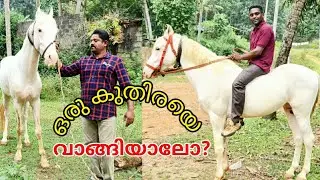 കുതിരകളെ വാങ്ങുന്നതിനു മുമ്പ് കൂടുതൽ അറിയാം || HORSE || FARMING MALAYALAM || HORSE PRICE