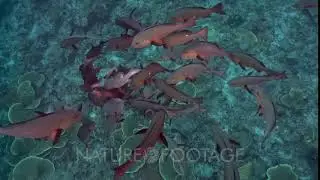 Courtship in spawning twin spot snapper