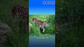 Tulum&rsquo;s Jaguar Park