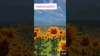 heliotropism #sunflower #agriculture