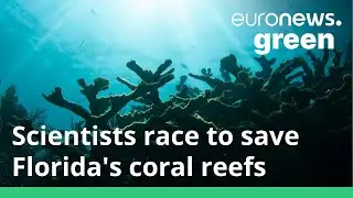 Scientists battle to save Florida's coral reef from 'mysterious' disease