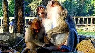 It`s not my fault..Pregnant Jazzy cried re_fused Jane monkey disciplined her without did nothing.