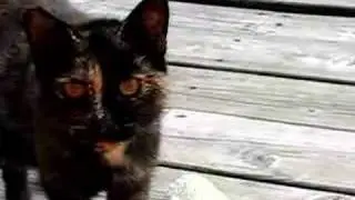 Pyewackett Tribute