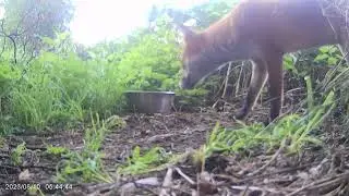 Fox on cam #6