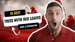 The Most Beautiful Trees with Red Leaves in the World