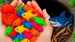 Awesome Catching Color fish with eggs 🐟🐢🦀