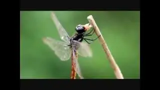 Lyriothemis bivittata