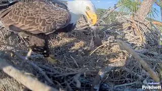 SWFEC 10-29-23.  The Fish Gift, The No Show, The Double Dip Bath, & The Heist! (Owl takes fish tail)