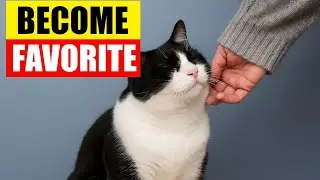 &ldquo;How to Become Your Cat&rsquo;s Favorite Person&rdquo;#cats#catlovers#cat#catTips#facts#catvideos#pets#petlovers