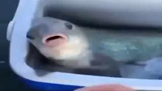 Top 5 fish